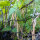 Fagiolo tepari Black Mitla (Phaseolus acutifolius)  semi