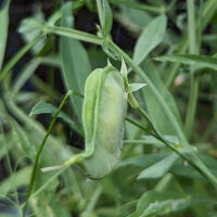 Cicerchia (Lathyrus sativus) semi