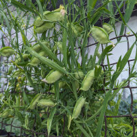 Cicerchia (Lathyrus sativus) semi