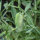 Cicerchia (Lathyrus sativus) semi