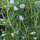 Cicerchia (Lathyrus sativus) semi
