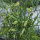 Cicerchia (Lathyrus sativus) semi
