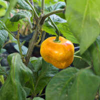 Peperoncino Rocoto Canario (Capsicum pubescens) Semi