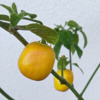 Peperoncino Rocoto Canario (Capsicum pubescens) Semi