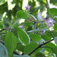 Peperoncino Rocoto Canario (Capsicum pubescens) Semi