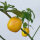 Peperoncino Rocoto Canario (Capsicum pubescens) Semi