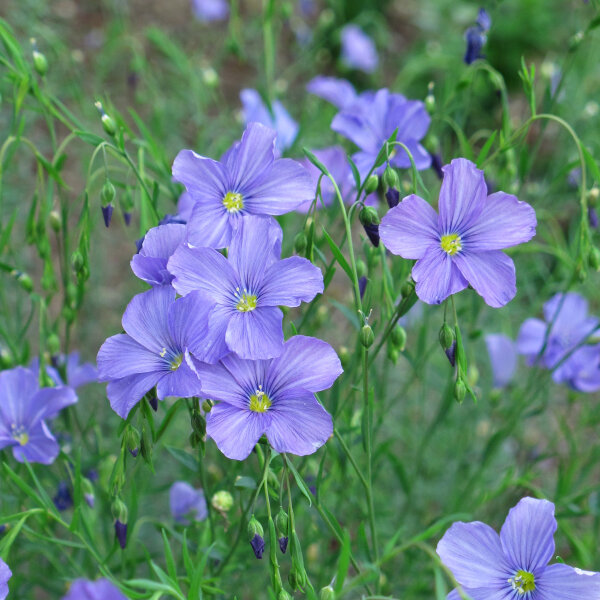 Concime Verde a Fioritura Colorata (Diverse Specie e Varietà) Mix di Semi Biologici