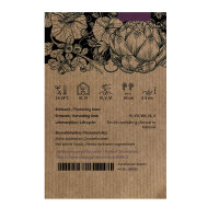 Cavolfiore viola Violetta di Sicilia (Brassica oleracea var. botrytis) semi