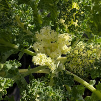 Cavolo riccio ‘Emerald Ice’ (Brassica...
