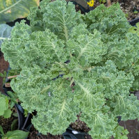 Cavolo riccio ‘Emerald Ice’ (Brassica...