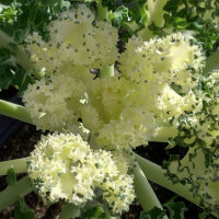 Cavolo riccio ‘Emerald Ice’ (Brassica oleracea convar. acephala var. sabellica) semi