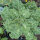Cavolo riccio ‘Emerald Ice’ (Brassica oleracea convar. acephala var. sabellica) semi