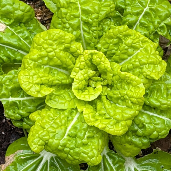 Pak choi invernale ‘Golden Heart’ (Brassica rapa var. chinensis) sementi biologiche