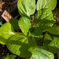 Pak choi invernale ‘Golden Heart’ (Brassica rapa var. chinensis) sementi biologiche