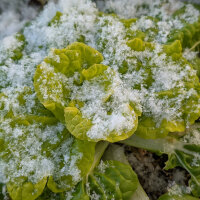 Pak choi invernale ‘Golden Heart’ (Brassica rapa var. chinensis) sementi biologiche