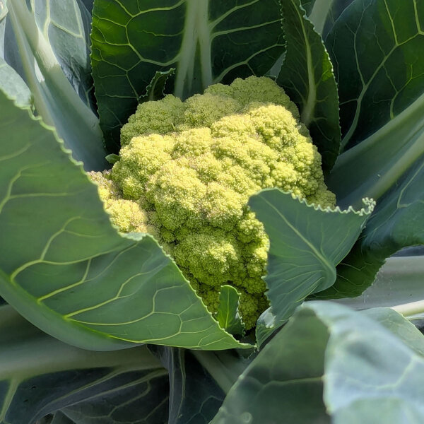 Cavolfiore verde di Macerata (Brassica oleracea) semi