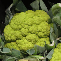 Cavolfiore verde di Macerata (Brassica oleracea) semi