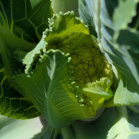 Cavolfiore verde di Macerata (Brassica oleracea) semi