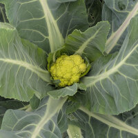 Cavolfiore verde di Macerata (Brassica oleracea) semi