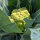 Cavolfiore verde di Macerata (Brassica oleracea) semi