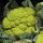 Cavolfiore verde di Macerata (Brassica oleracea) semi