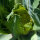Cavolfiore verde di Macerata (Brassica oleracea) semi