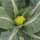 Cavolfiore verde di Macerata (Brassica oleracea) semi