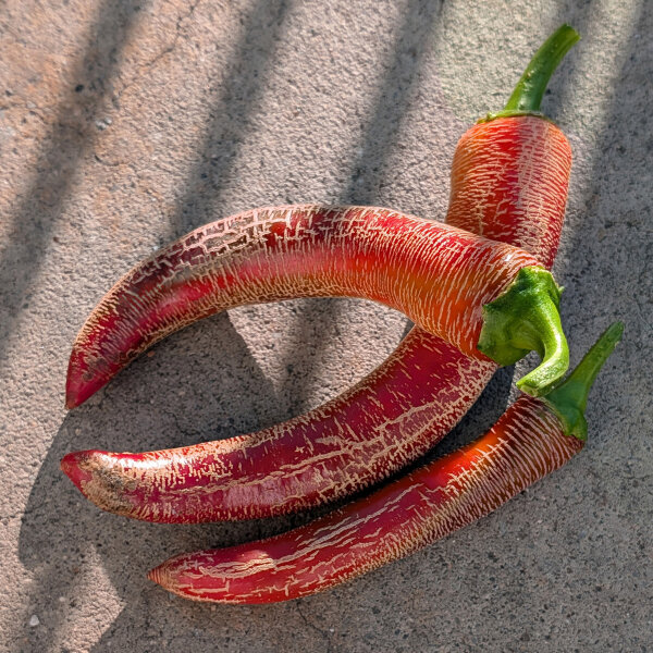 Peperoncino Elefant (Capsicum annuum) – Semi biologici