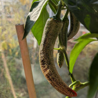 Peperoncino Elefant (Capsicum annuum) – Semi biologici