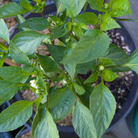 Peperoncino Elefant (Capsicum annuum) – Semi biologici