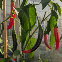 Peperoncino coreano Taeyang Medium (Capsicum annuum)...