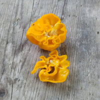 Peperoncino ‘Numex Suave Giallo’ (Capsicum chinense) Semi biologici