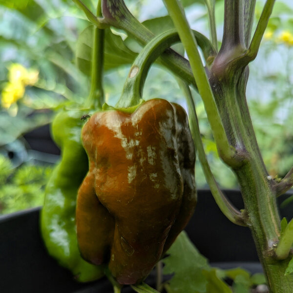 Peperone dolce Sweet Chocolate (Capsicum annuum) semi