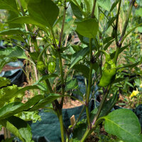 Peperone dolce Sweet Chocolate (Capsicum annuum) semi