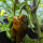 Peperone dolce Sweet Chocolate (Capsicum annuum) semi