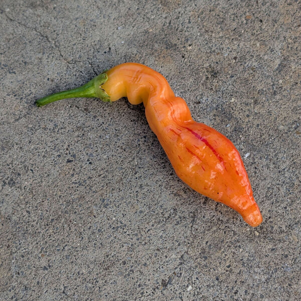 Peperoncino Sugar Rush Peach Stripey (Capsicum baccatum) semi