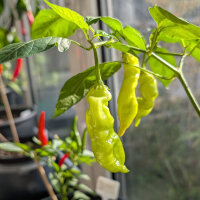 Peperoncino Sugar Rush Peach Stripey (Capsicum baccatum) semi