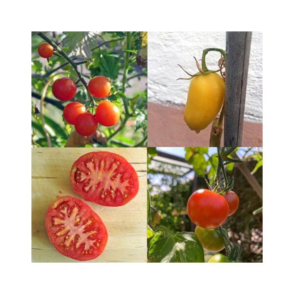 OS1207 Pomodoro Cyphomandra albero di pomodoro varietà OS1207 Pomodoro Cyphomandra albero di pomodoro varietà