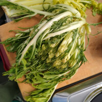 Catalogna ‘Puntarella Galatina’ (Cichorium...