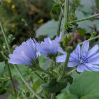 Catalogna ‘Puntarella Galatina’ (Cichorium intybus var. foliosum) semi