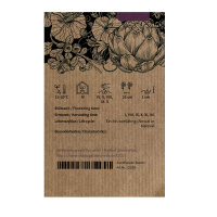 Catalogna ‘Puntarella Galatina’ (Cichorium intybus var. foliosum) semi