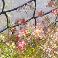 Coriandolo Jantar (Coriandrum sativum) semi