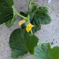 Melone reticolato Petit gris de Rennes (Cucumis melo) semi biologici