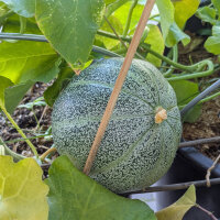 Melone reticolato Petit gris de Rennes (Cucumis melo) semi biologici
