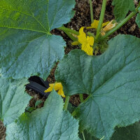 Cetriolo a rete Salome (Cucumis sativus) semi biologici