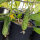 Cetriolo a rete Salome (Cucumis sativus) semi biologici