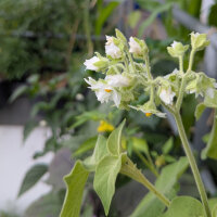 Tamarillo nano (Solanum abutiloides) semi