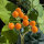 Tamarillo nano (Solanum abutiloides) semi