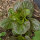 Lattuga invernale Baquieu (Lactuca sativa) semi biologici