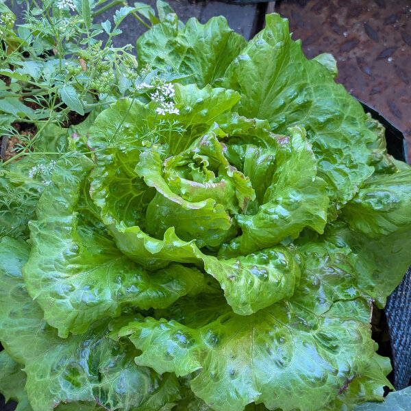 Lattuga batavia Maravilla de Verano (Lactuca sativa) semi